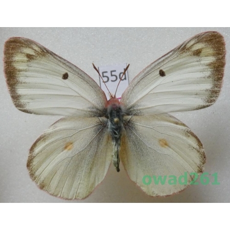 Colias philodice vitabunda Hovanitz, 1943 female Canada55d